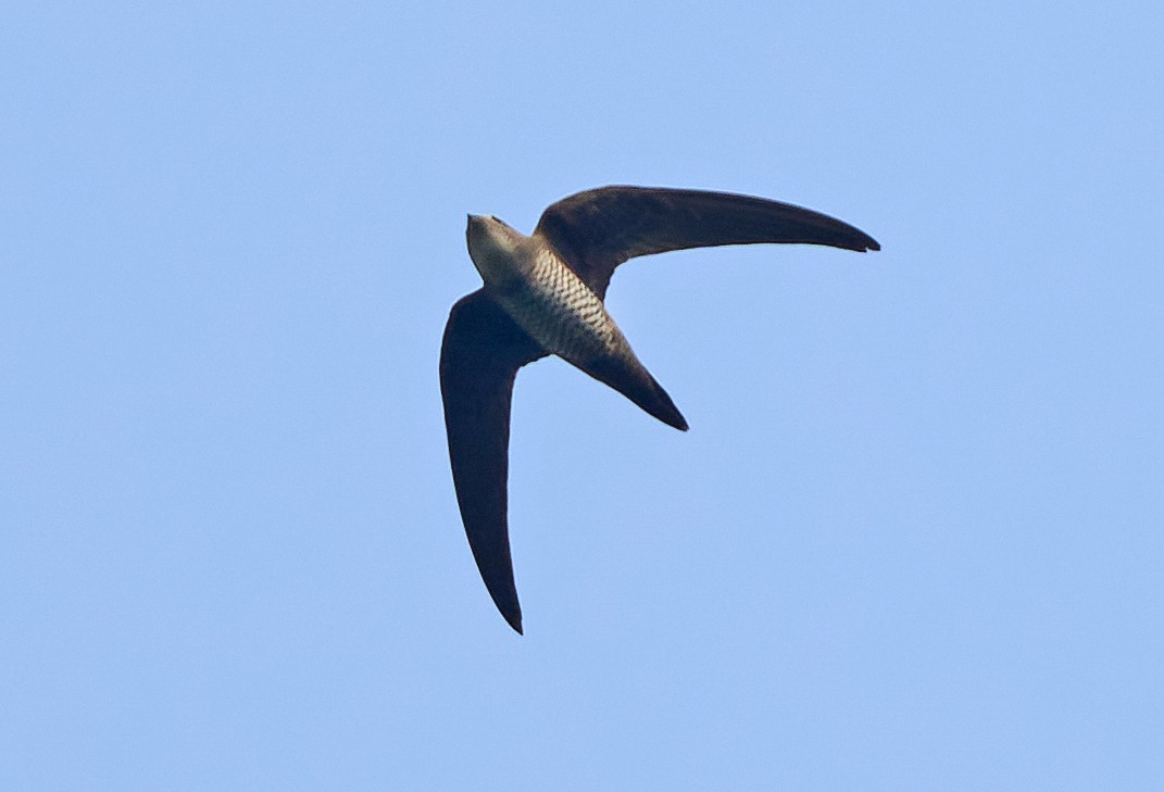 Mottled Swift - ML433284511