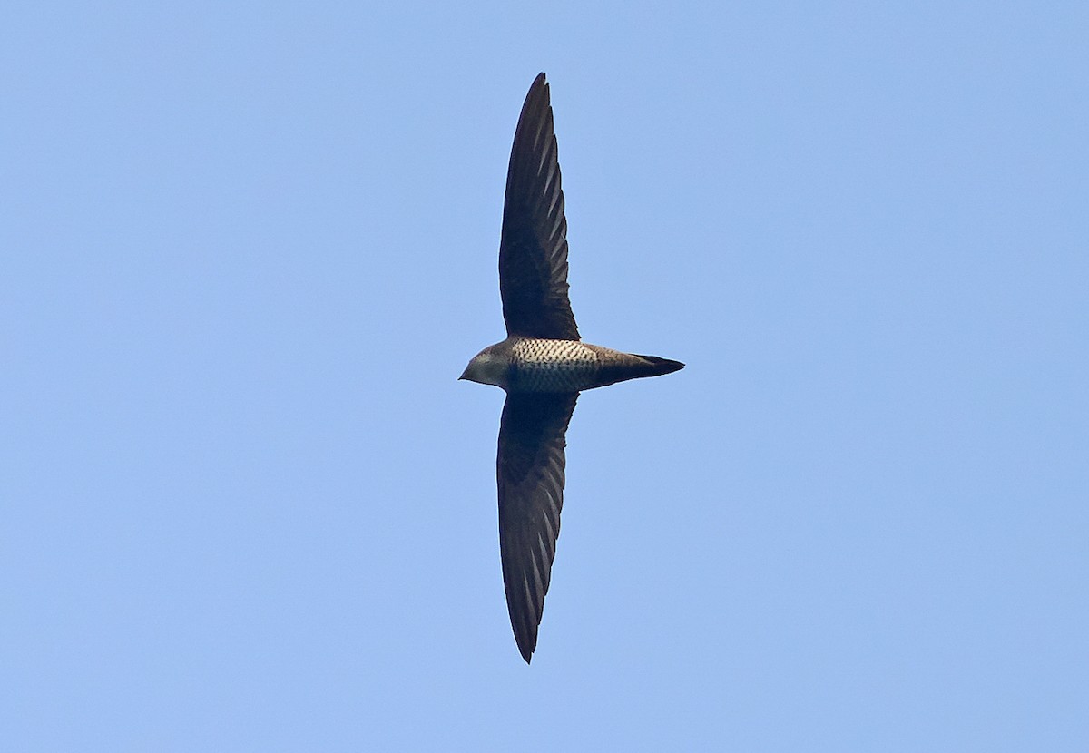 Mottled Swift - ML433284521