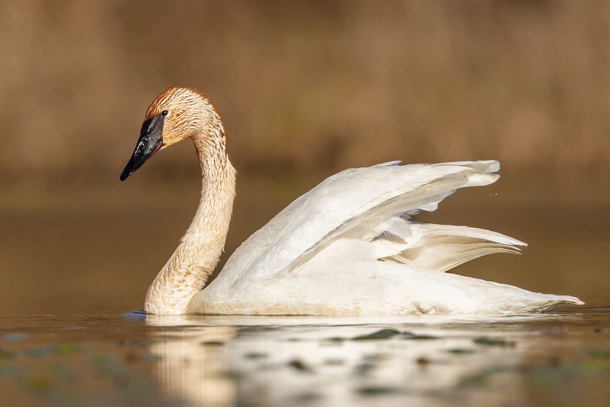 Trumpeter Swan - Brad Imhoff