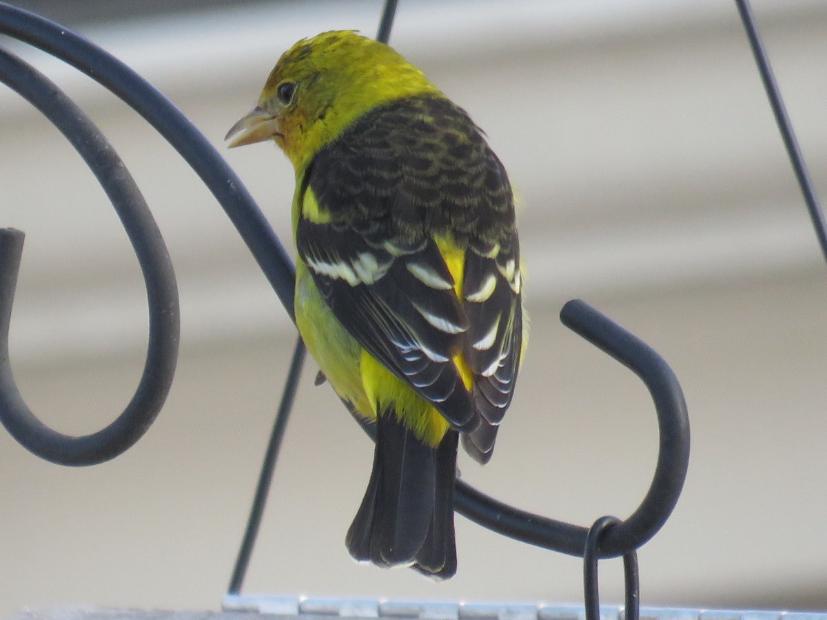 Western Tanager - ML43328461