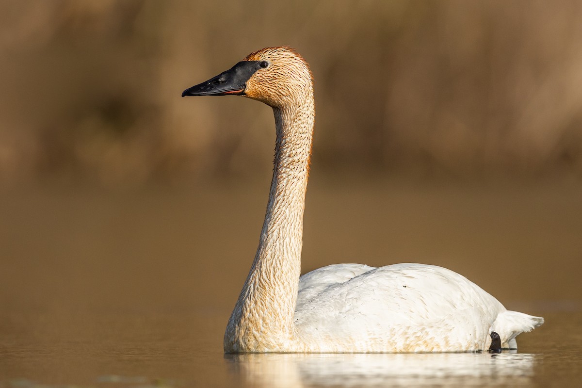 Trumpeter Swan - ML433284631