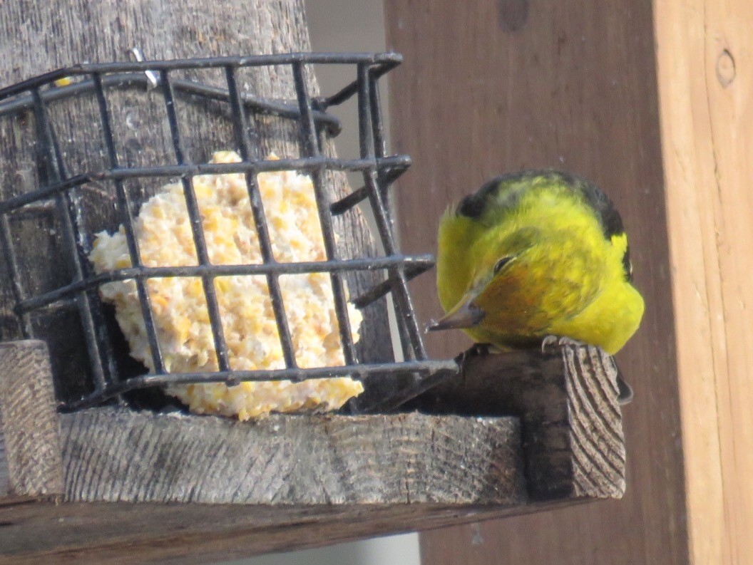 Western Tanager - ML43328511