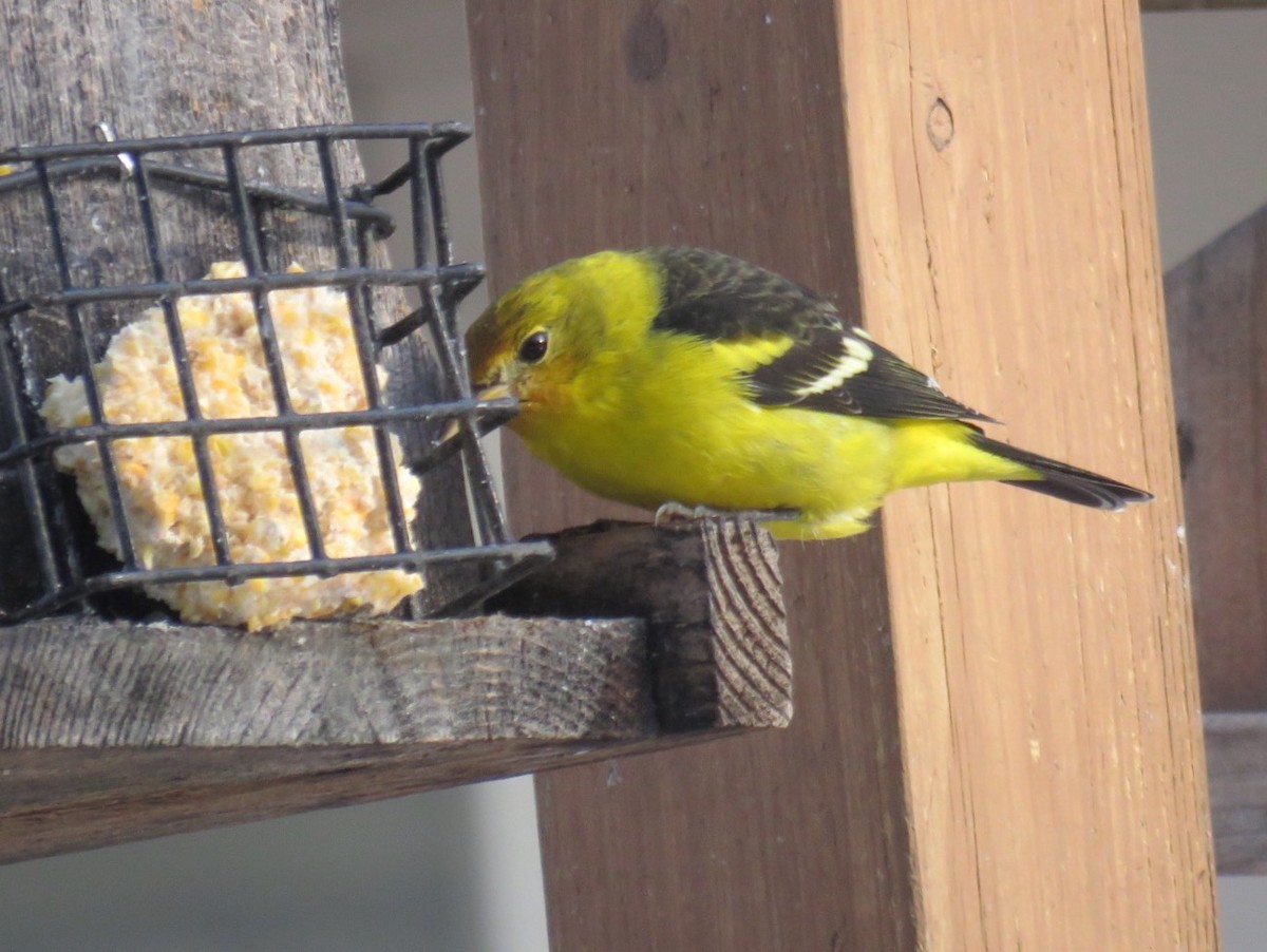 Western Tanager - ML43328521