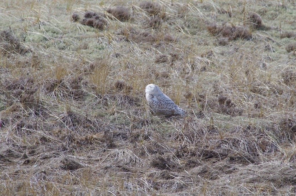 Snowy Owl - ML433285461