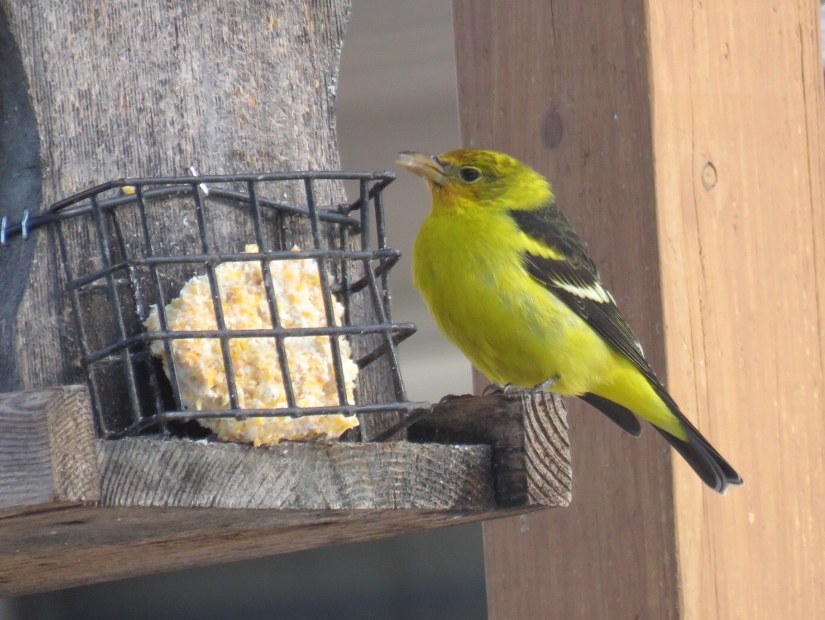 Western Tanager - ML43328551