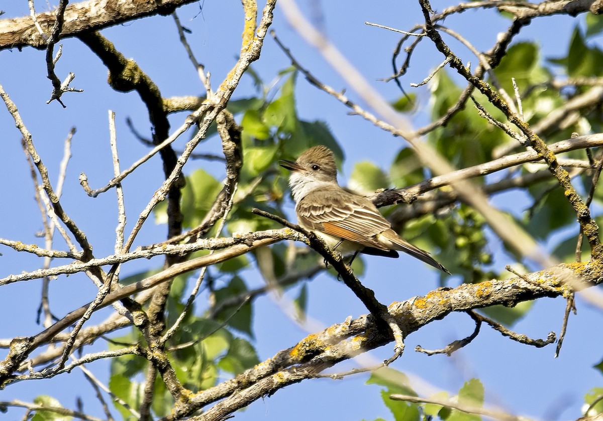 Ash-throated Flycatcher - Mike Heacox