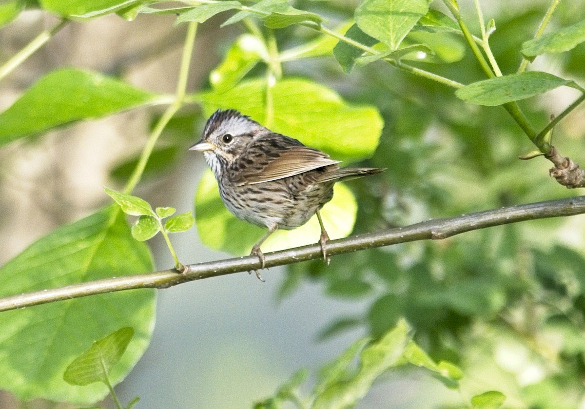 Passerellidae sp. (sparrow sp.) - ML433286981