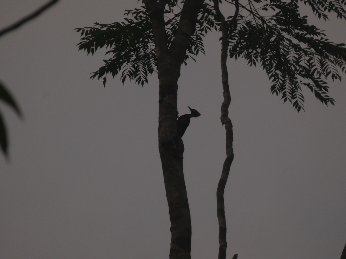 Lineated Woodpecker - ML433288031