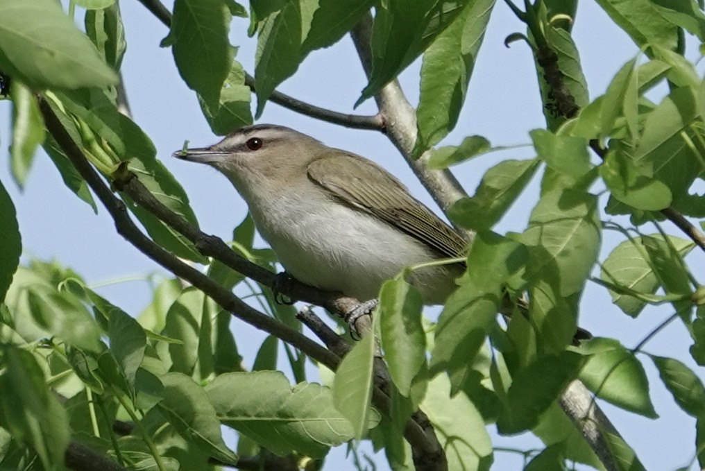 rødøyevireo - ML433292861