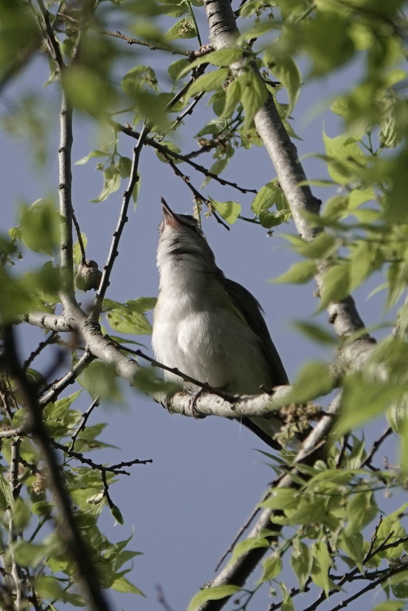 Red-eyed Vireo - CV Sylvan