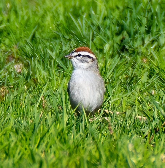 Chipping Sparrow - ML433293181