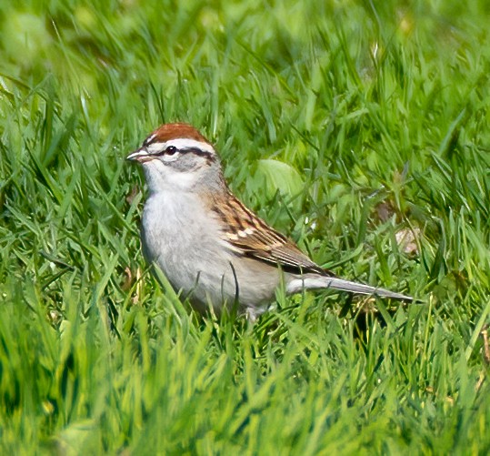 Chipping Sparrow - ML433293221