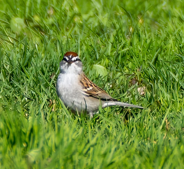 Chipping Sparrow - ML433293231