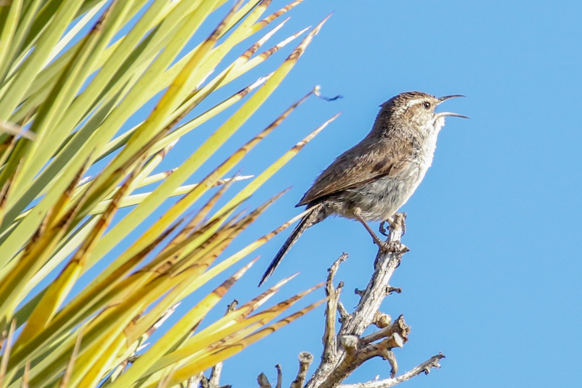 Bewick's Wren - ML433297801
