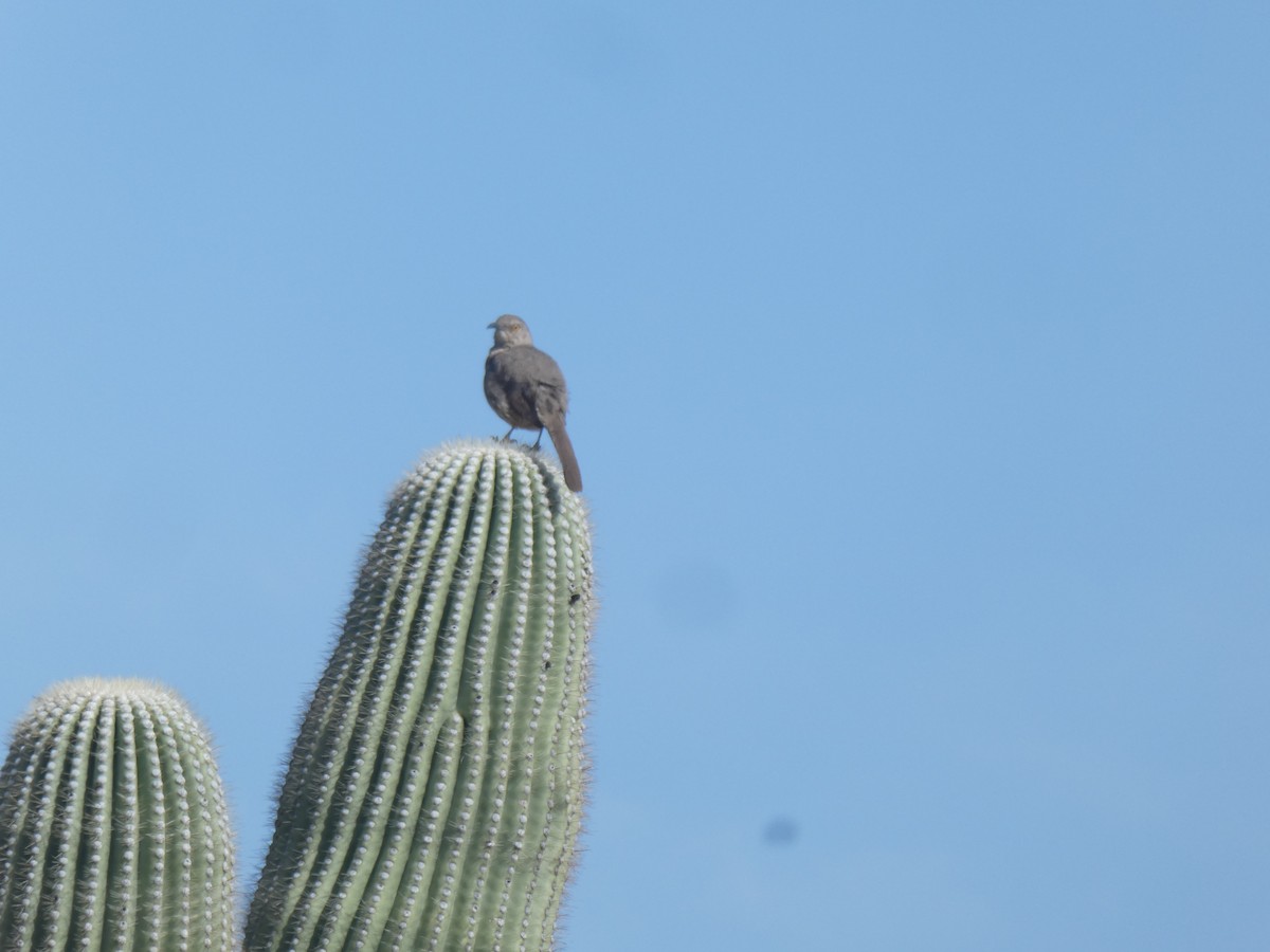 Curve-billed Thrasher - ML433298601