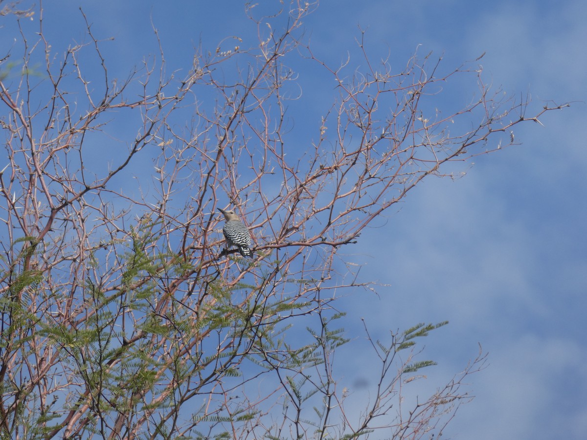 Gila Woodpecker - ML433298621