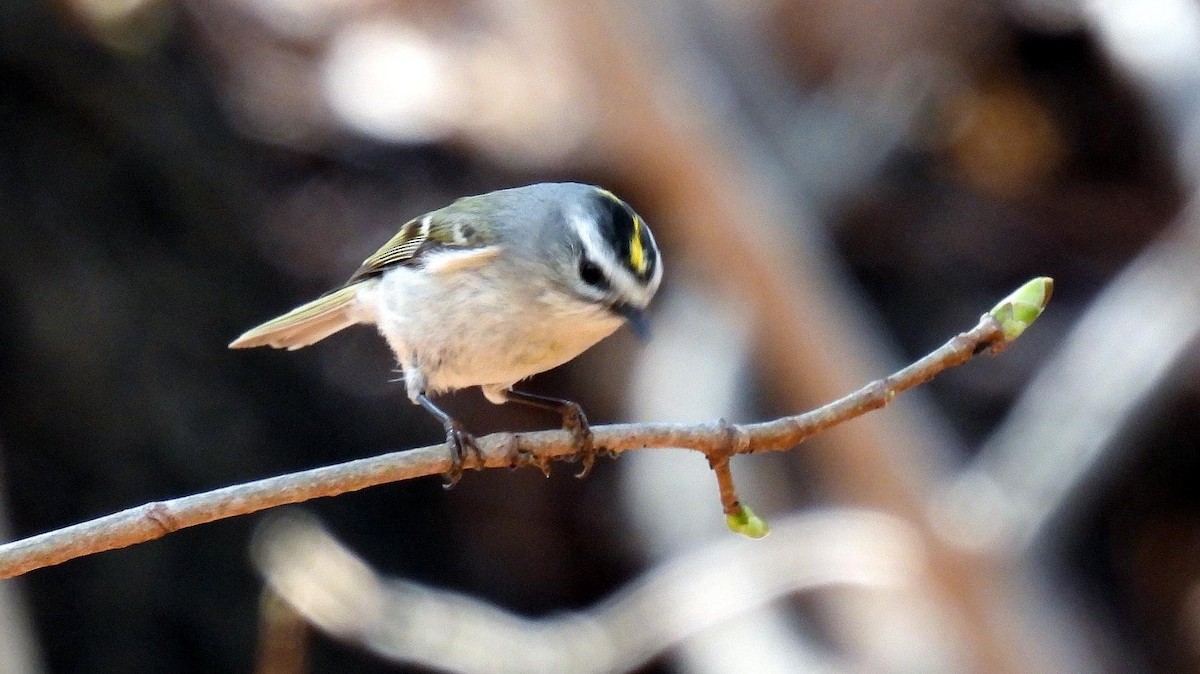 Golden-crowned Kinglet - ML433299361