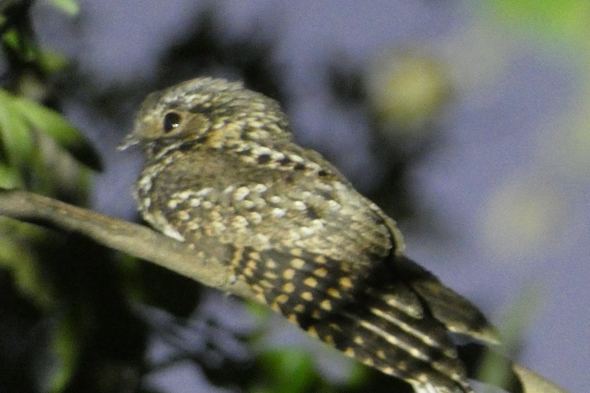 Puerto Rican Nightjar - ML433300491
