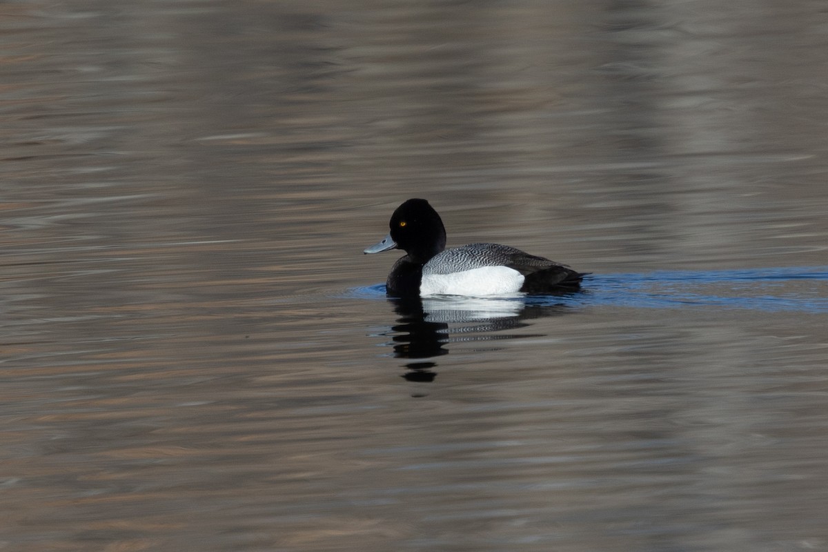 Lesser Scaup - Kevin Smith