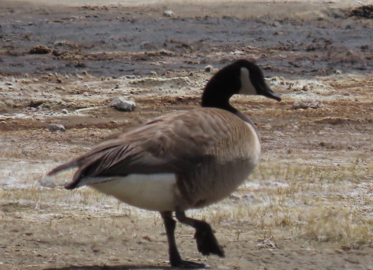 Canada Goose - ML433303341