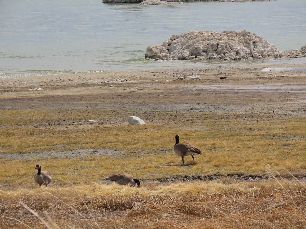 Canada Goose - ML433303521