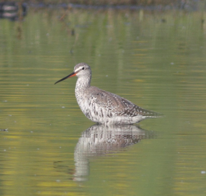 Spotted Redshank - ML433303541