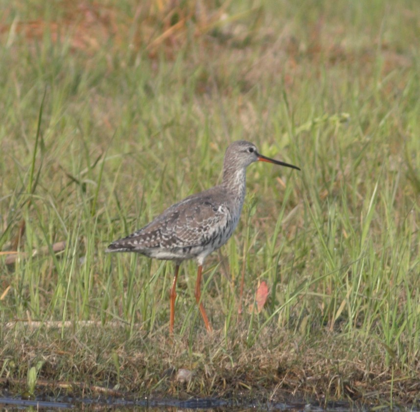 Spotted Redshank - ML433303551