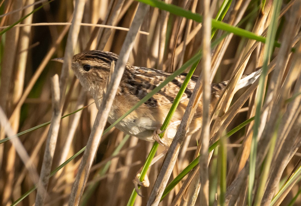 Sedge Wren - Greg Schrader