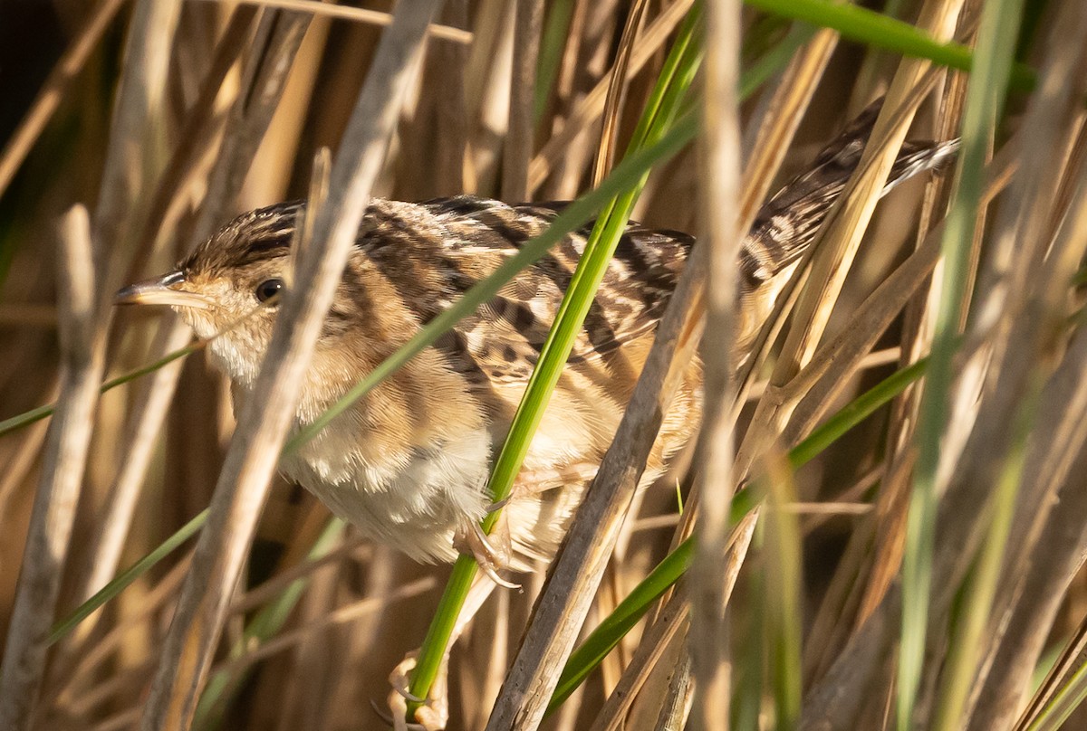 Sedge Wren - Greg Schrader