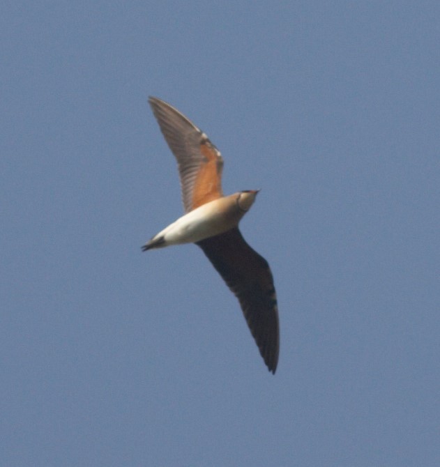 Oriental Pratincole - ML433303911