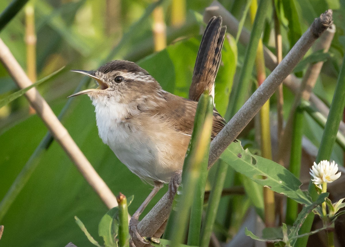 Marsh Wren - Greg Schrader