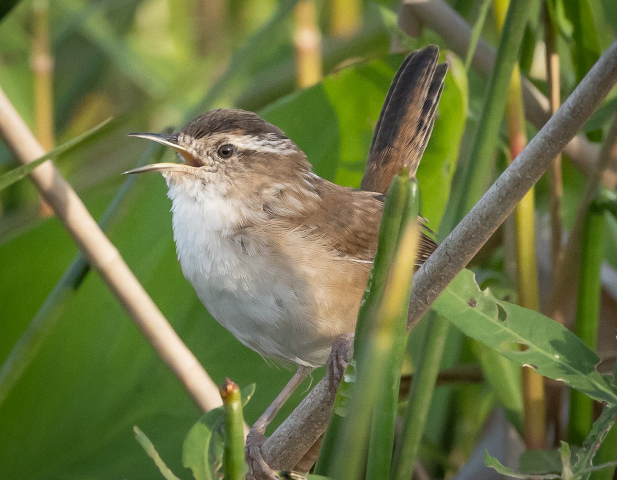 Marsh Wren - ML433303971