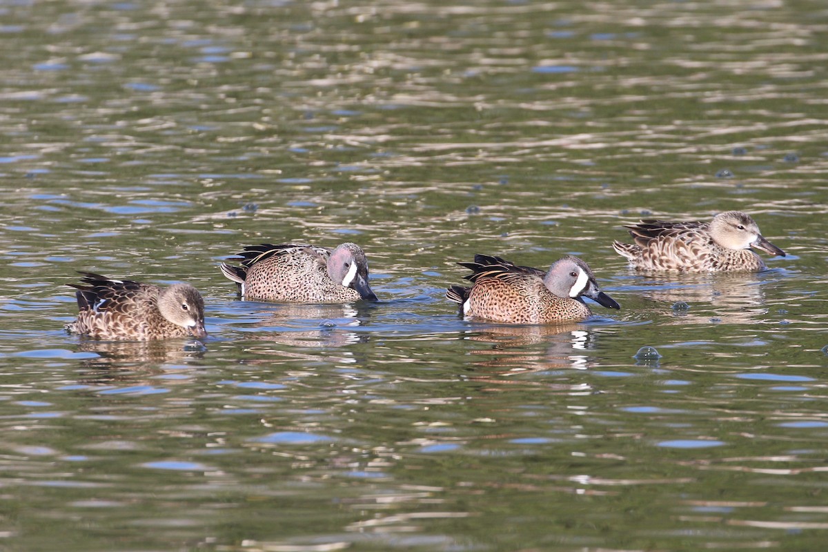 Blue-winged Teal - Hank Taliaferro