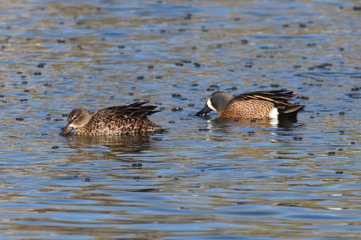 Blue-winged Teal - Hank Taliaferro