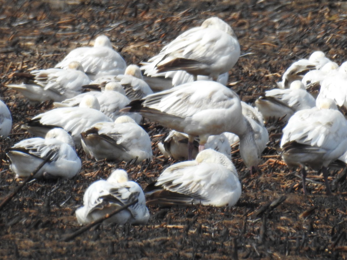 Snow Goose - ML433304941