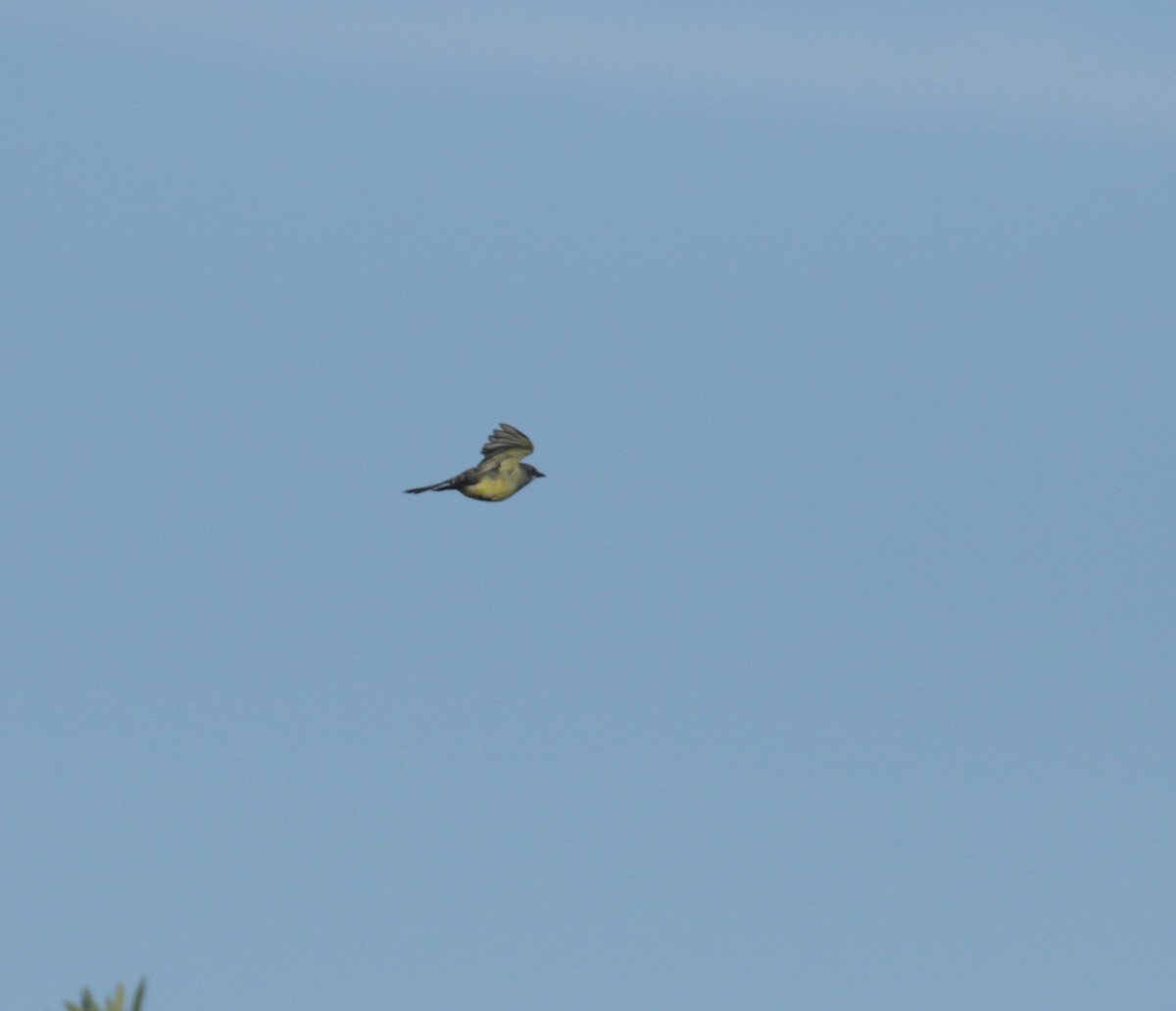 Cassin's Kingbird - Ryan Terrill