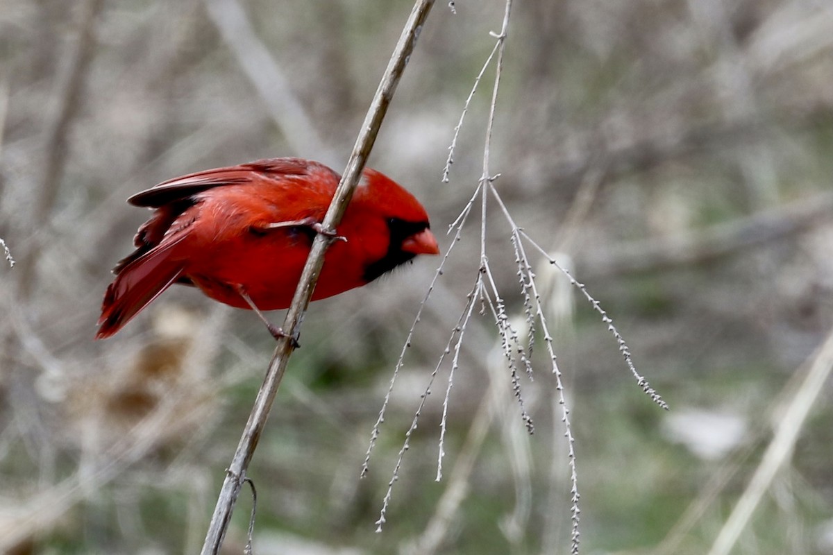 Northern Cardinal - ML433306121