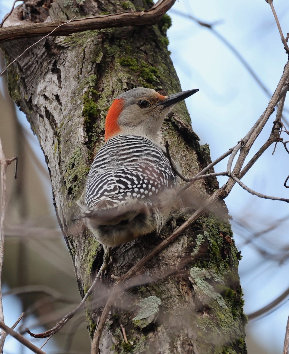 Red-bellied Woodpecker - ML433306791