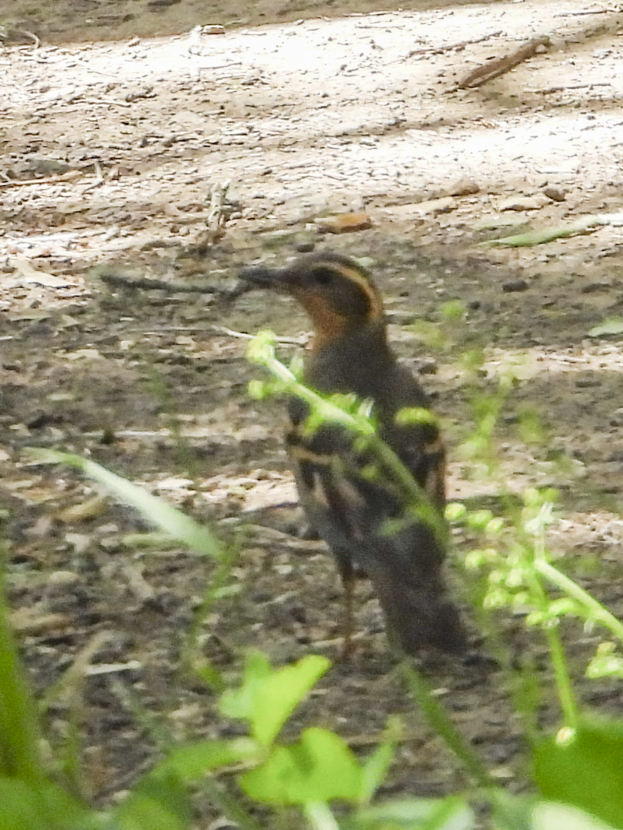 Varied Thrush - ML433308951