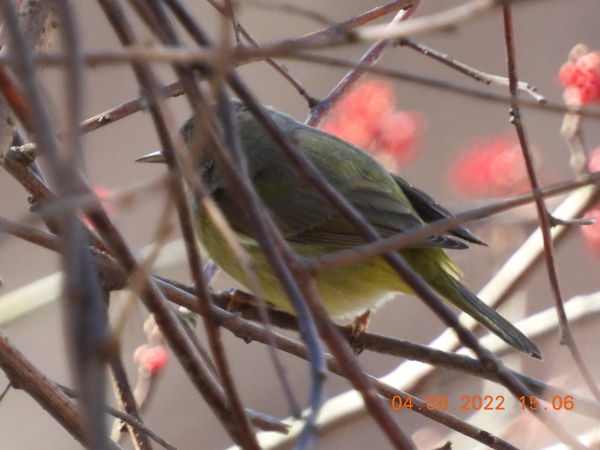 Orange-crowned Warbler - ML433312311