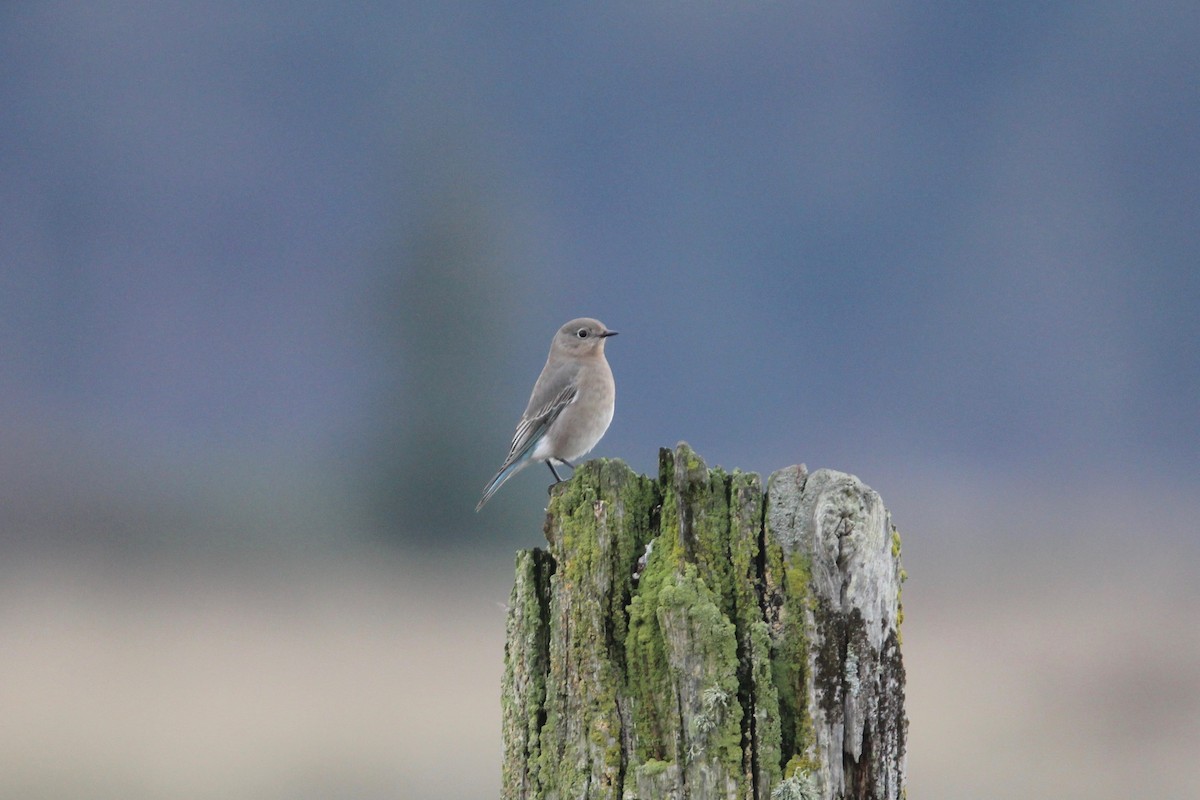 Mountain Bluebird - Robert Gowan