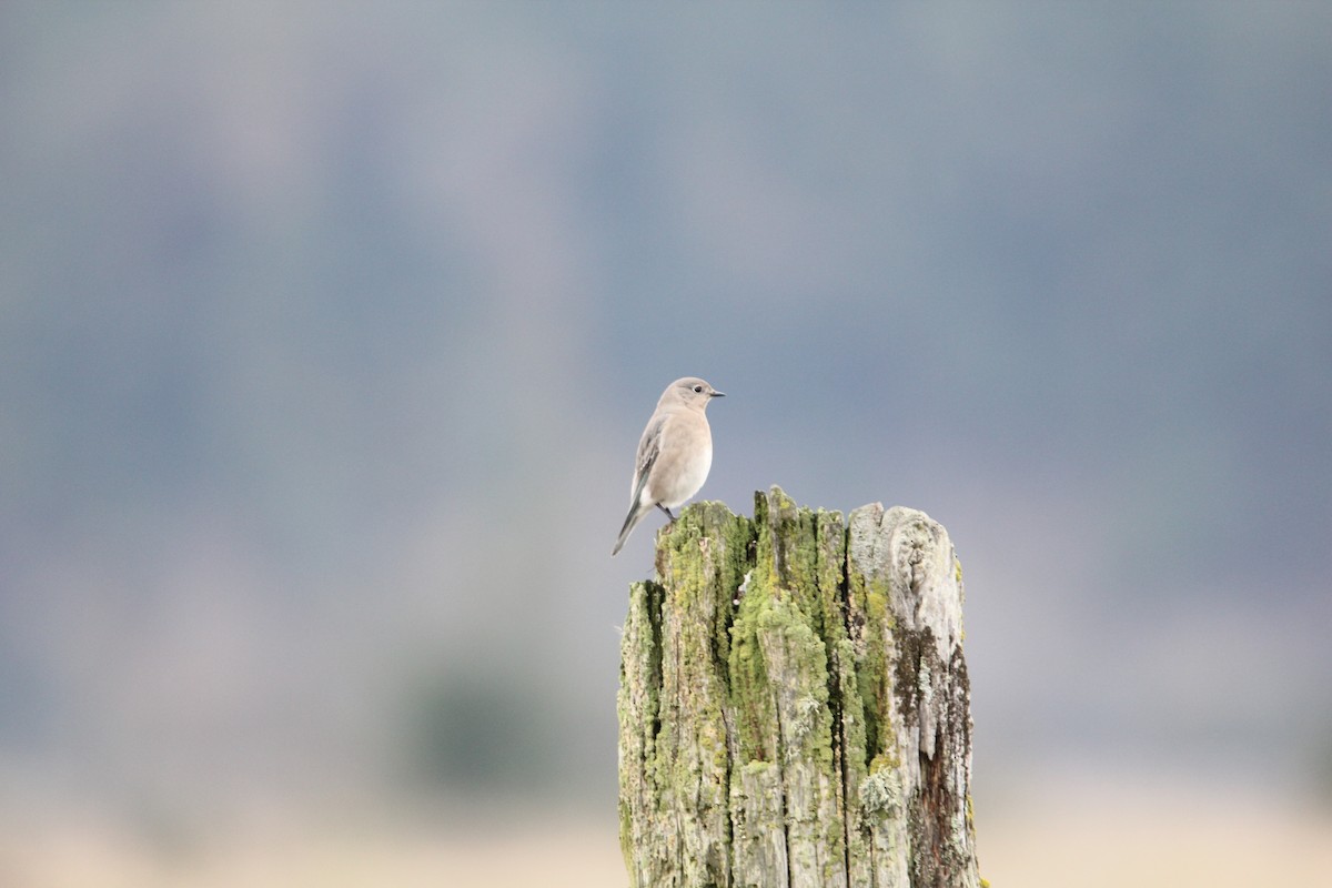 Mountain Bluebird - Robert Gowan