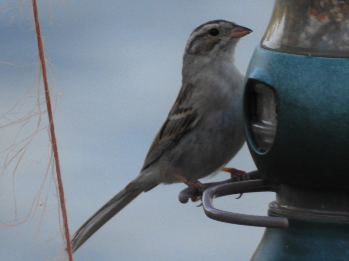 Clay-colored Sparrow - ML433316381