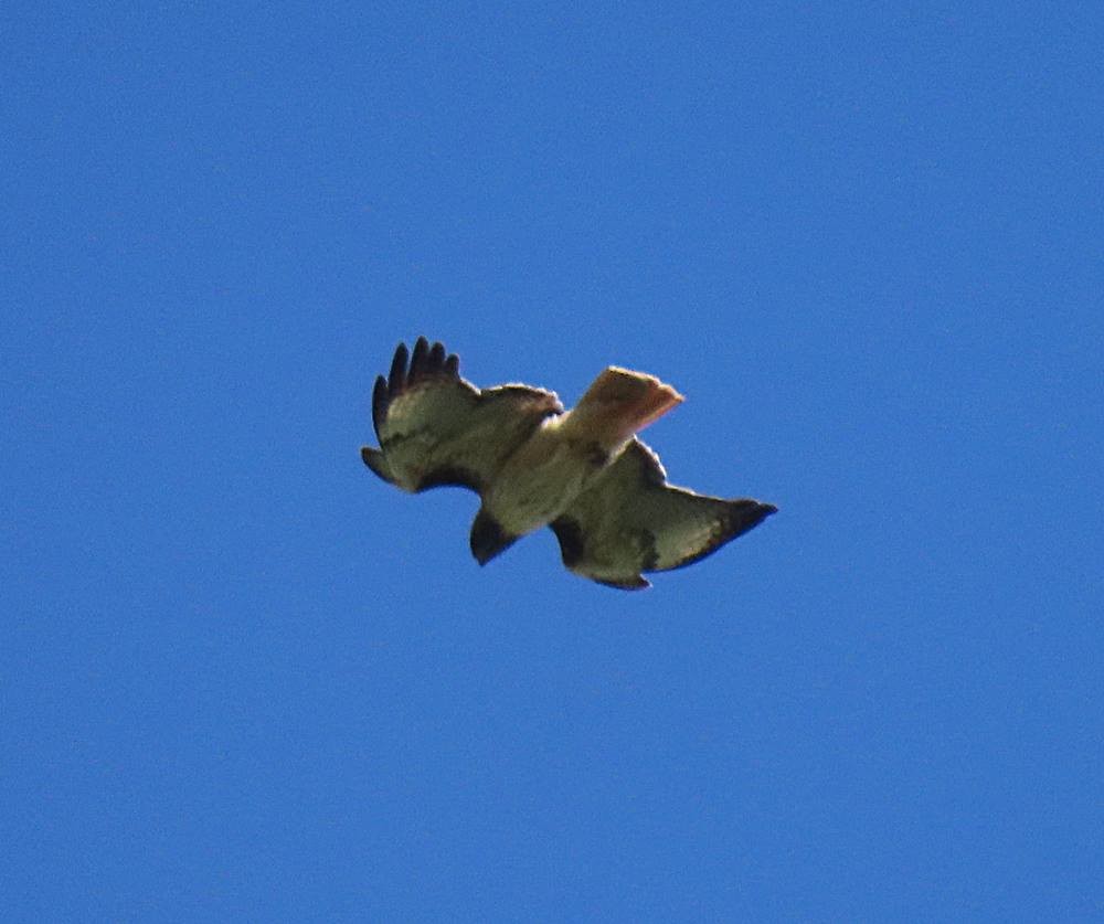 Red-tailed Hawk - ML433318101