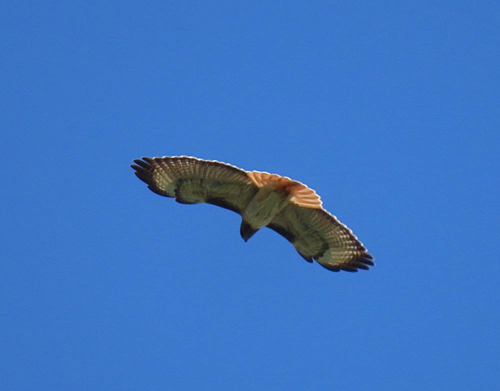 Red-tailed Hawk - ML433318111