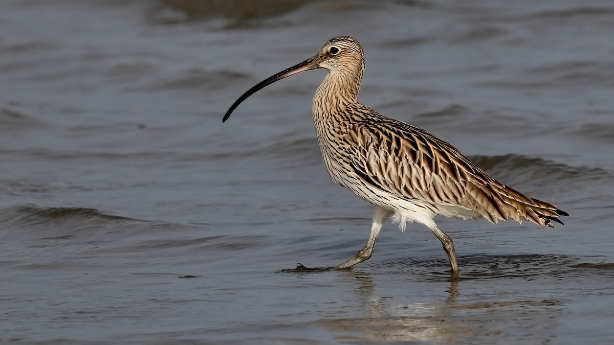Eurasian Curlew - Mustafa Nasıf
