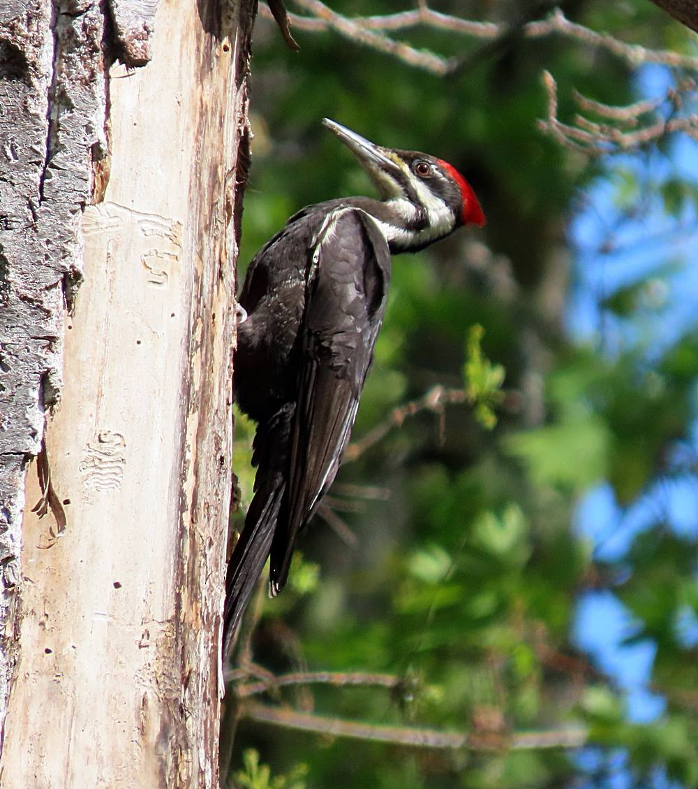 Pileated Woodpecker - ML433318891
