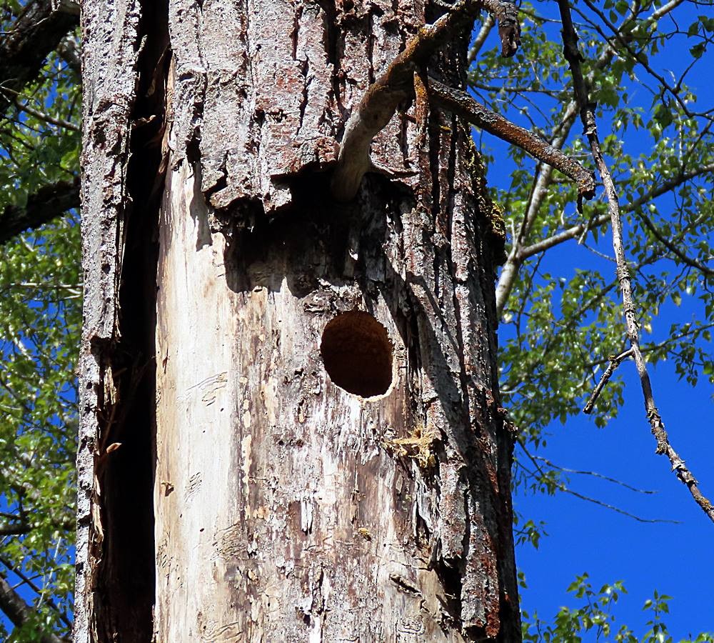 Pileated Woodpecker - ML433318901