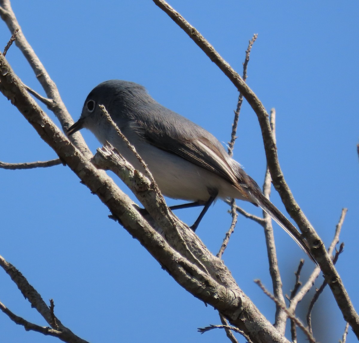 Blue-gray Gnatcatcher - ML433319531
