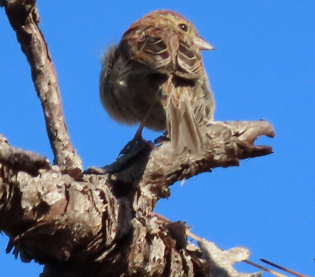 Bachman's Sparrow - ML433320221